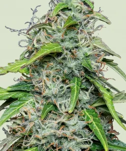 Royal Gorilla Auto Fem Esrar Tohumu (Royal Queen Seeds)