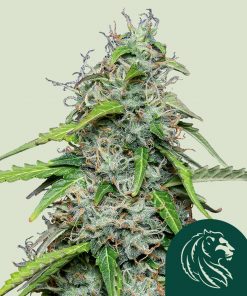 Royal Gorilla Auto Fem Esrar Tohumu (Royal Queen Seeds)