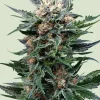 Royal Gorilla Feminized Esrar Tohumu (Royal Queen Seeds)
