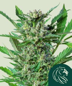 Royal Gorilla Feminized Esrar Tohumu (Royal Queen Seeds)