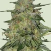 Royal Highness Feminized Esrar Tohumu (Royal Queen Seeds)