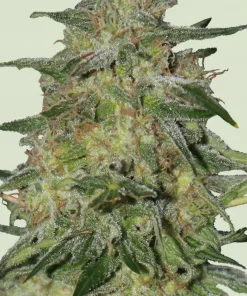 Royal Highness Feminized Esrar Tohumu (Royal Queen Seeds)