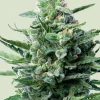 Royal Jack Auto Fem Esrar Tohumu (Royal Queen Seeds)