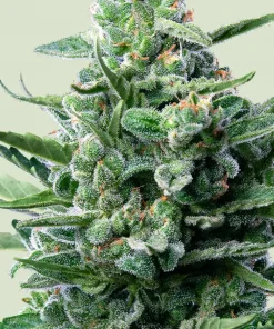 Royal Jack Auto Fem Esrar Tohumu (Royal Queen Seeds)