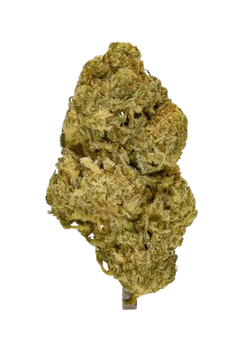 Royal Kush, yakıtımsı aroması ve yüksek THC içeriğiyle bilinen baskın bir Indica türüdür. Derin rahatlama ve öfori için genetik özelliklerini keşfedin.