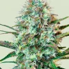 Royal Runtz Feminized Esrar Tohumu (Royal Queen Seeds)