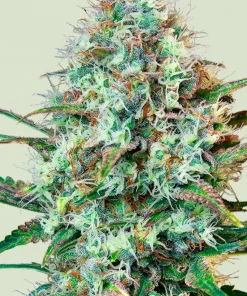 Royal Runtz Feminized Esrar Tohumu (Royal Queen Seeds)
