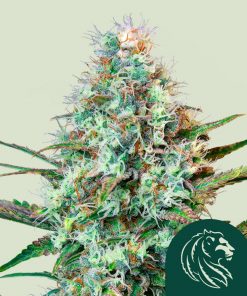 Royal Runtz Feminized Esrar Tohumu (Royal Queen Seeds)
