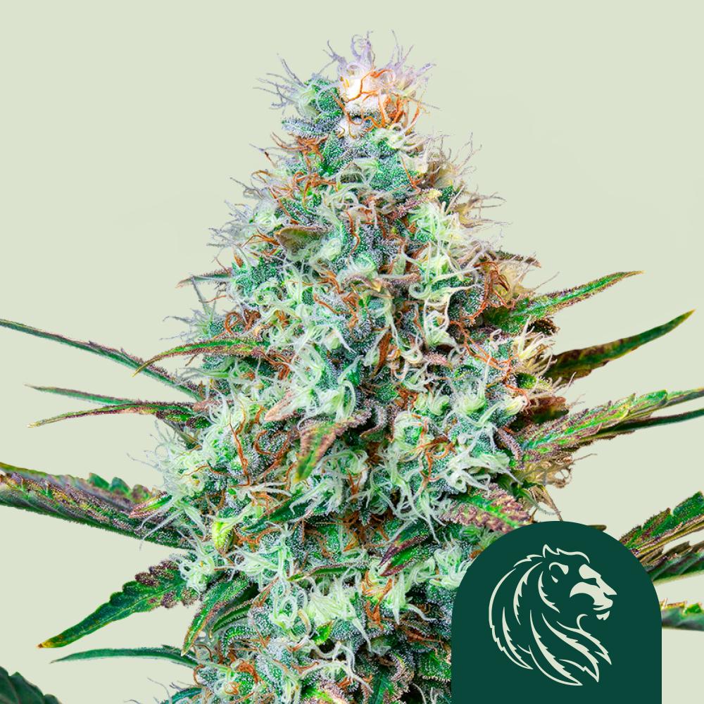 Royal Runtz Feminized Esrar Tohumu (Royal Queen Seeds)