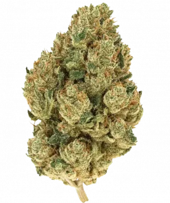 Royal Wedding Cake, vanilya aromalı ve 'e varan THC içeriğiyle öne çıkan indica baskın bir türdür. Rahatlatıcı etkilerini keşfedin ve hemen görüntüleyin.