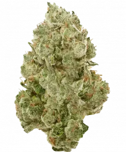 RP 43, yakıtımsı aroması ve yüksek verimiyle bilinen indica dominant bir türdür. Yaratıcılığı artıran etkilerini keşfedin ve genetik yapısını inceleyin.