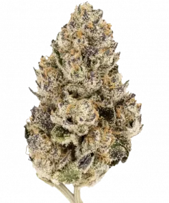 RS11 x Purple Punch, tatlı ve çiçeksi aromalarıyla öne çıkan Indica dominant bir türdür. Derin rahatlama ve uyku hali sunar. Genetik yapısını keşfedin.