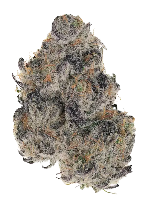 RS1000, tropikal meyve aromaları ve yüksek THC içeriğiyle öne çıkan Indica dominant bir türdür. Depresyon ve stresi azaltmaya yardımcı olabilir. Özelliklerini keşfedin.