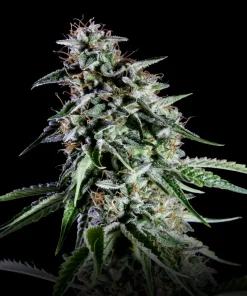 RS11 (Rainbow Sherbert #11) Feminized Esrar Tohumu (Kannabia Seed Company)