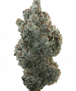 RS11 x Hollywood, tatlı meyve ve kimyasal limon aromasıyla öne çıkan dengeli bir hibrit türdür. 'a varan THC içeriğiyle dikkat çeker. Etkilerini keşfedin.