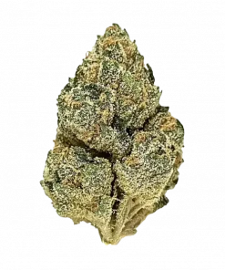 Studio 54, yakıtımsı aroması ve THC oranıyla öne çıkan Indica baskın türdür. Yaratıcılığı destekleyen etkilerini keşfedin ve hemen görüntüleyin.