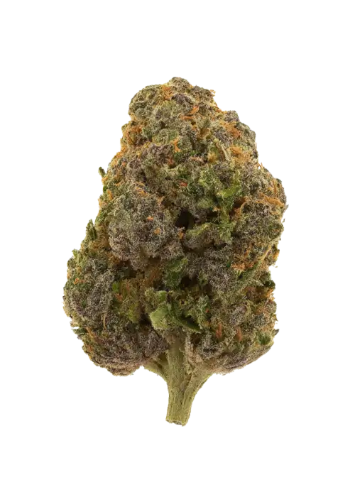 RS54 x Coffin Candy, yüksek THC ve çilek aromasıyla öne çıkan dengeli bir hibrit türdür. Stres ve uykusuzluğa karşı potansiyelini keşfedin. Hemen görüntüleyin.