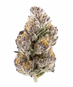 RS54 x Pineapple 41, ananas aromaları ve yüksek THC içeriğiyle öne çıkan Indica baskın bir türdür. Eşsiz lezzet profilini keşfedin ve potansiyel faydalarını görüntüleyin.