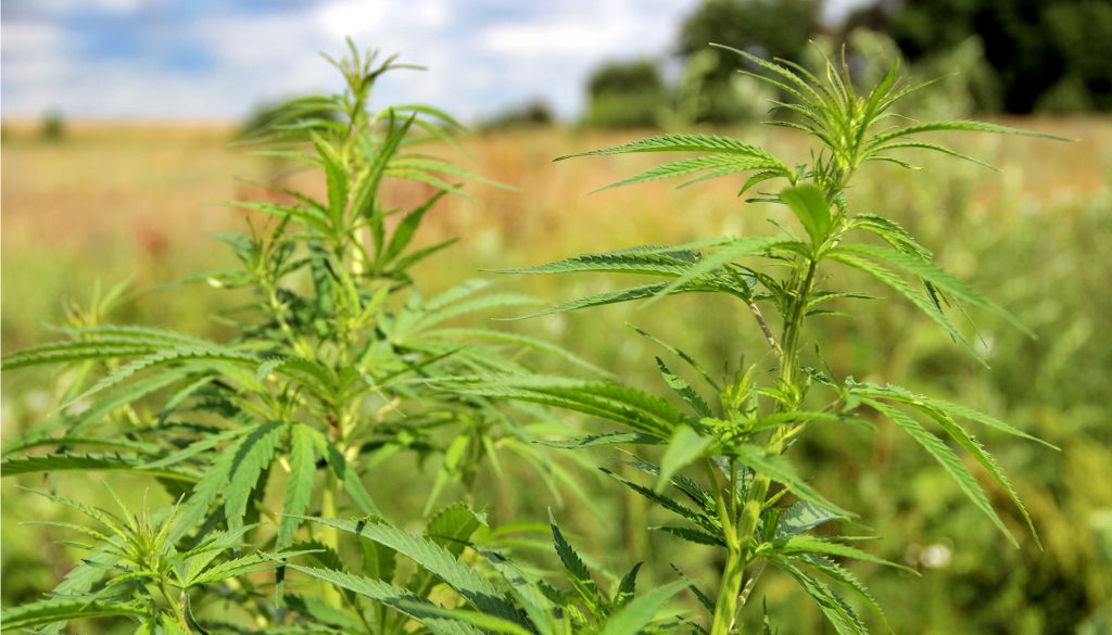 Ruderalis (Cannabis ruderalis) otomatik çiçeklenme özelliğiyle bilinen yabani kenevir türüdür.
