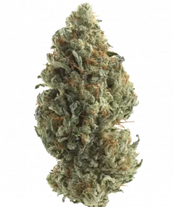 Rutnthz, tatlı meyve aromaları ve dengeli etkisiyle öne çıkan bir hibrit türdür. -22 THC içerir. Genetik yapısını ve potansiyel faydalarını keşfedin.