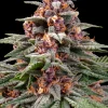 Runtz Auto Fem Esrar Tohumu (Barney's Farm)