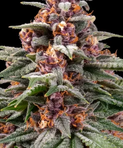 Runtz Auto Fem Esrar Tohumu (Barney's Farm)
