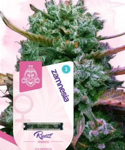 Runtz Feminized Esrar Tohumu (Zamnesia Seeds)