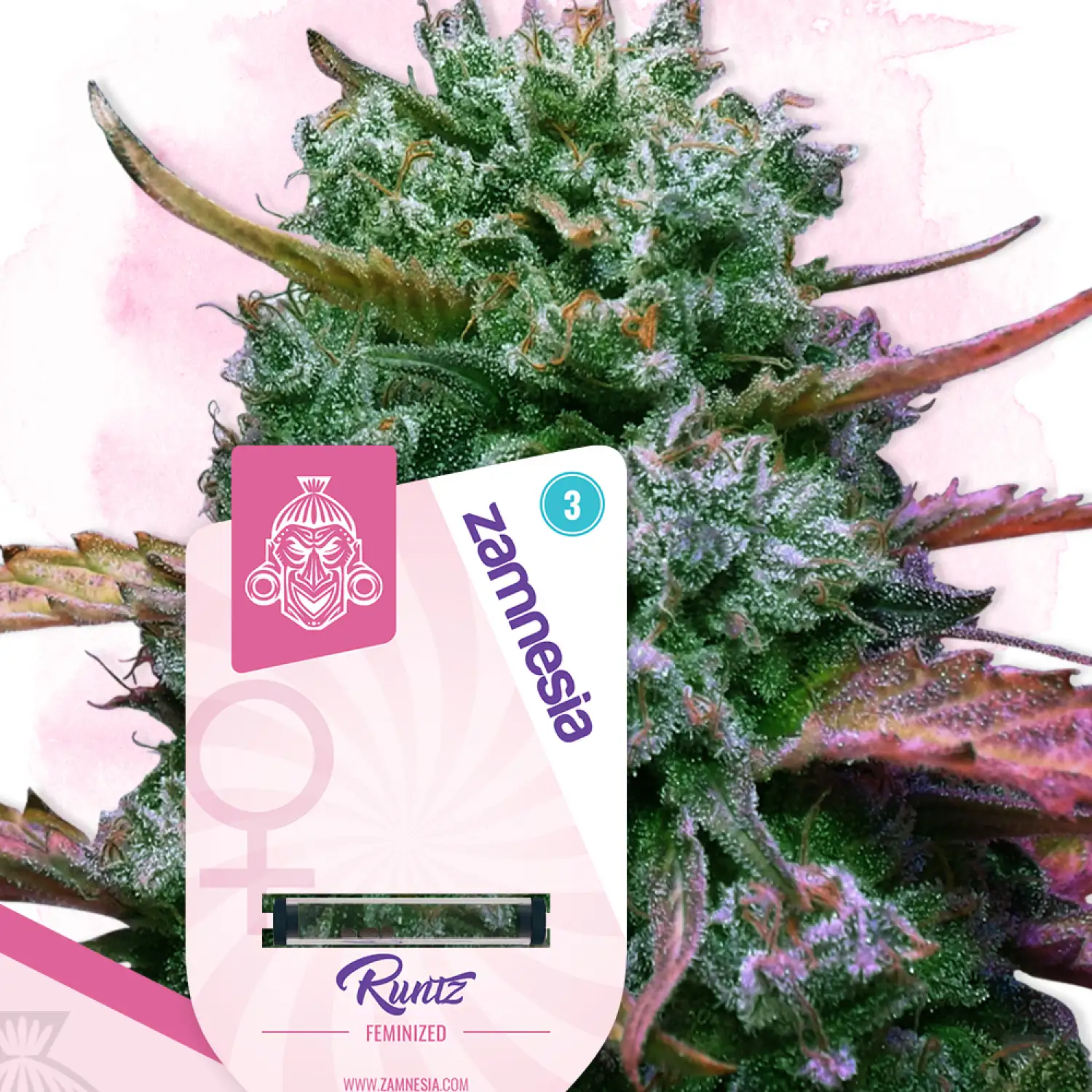 Runtz Feminized Esrar Tohumu (Zamnesia Seeds)