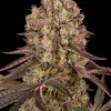 Runtz Muffin Feminized Esrar Tohumu (Barney's Farm)