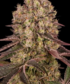 Runtz Muffin Feminized Esrar Tohumu (Barney's Farm)