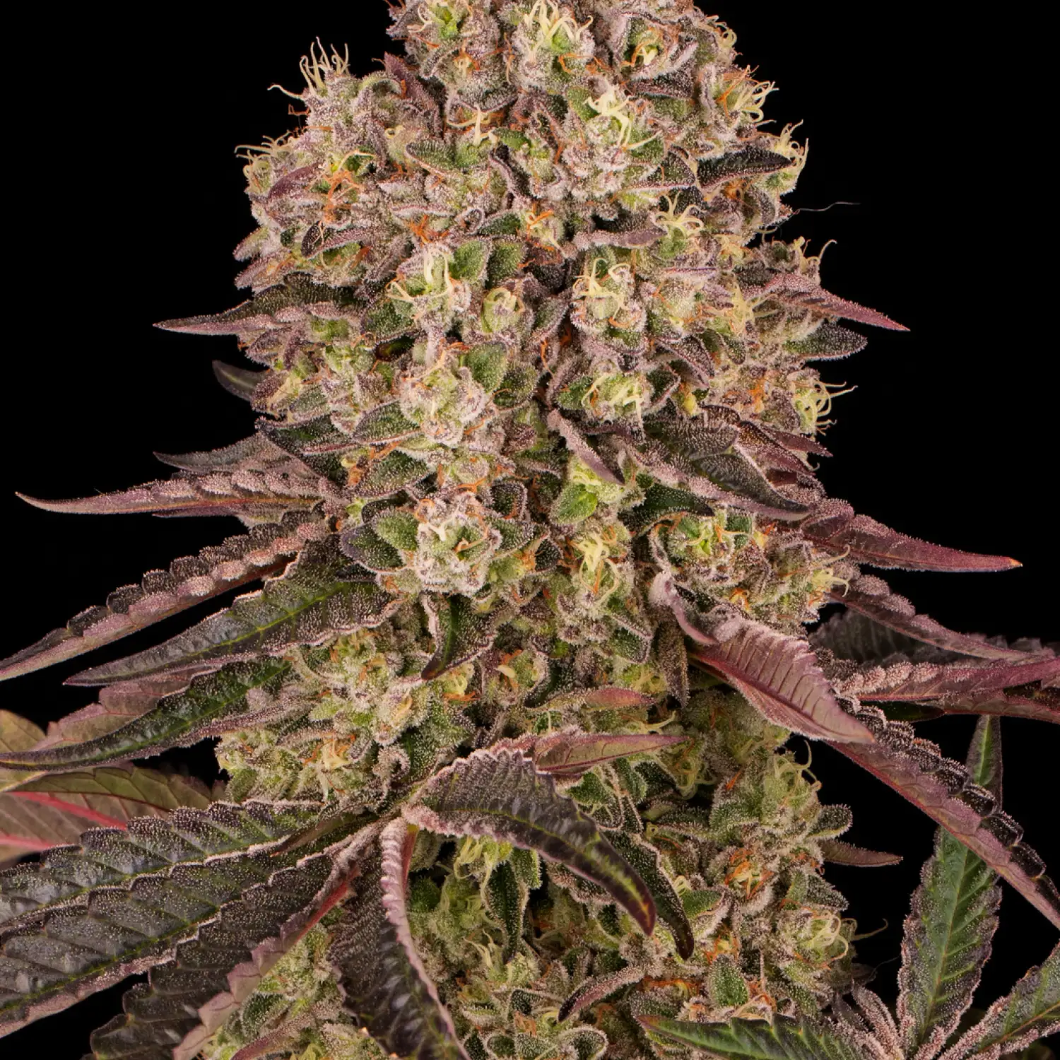 Runtz Muffin Feminized Esrar Tohumu (Barney's Farm)