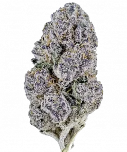 Runtz ‘n’ Roses, gül aromalı ve yüksek THC'li Indica dominant bir türdür. Öforik etkileri ve potansiyel faydalarıyla öne çıkar. Bu eşsiz türü keşfedin.