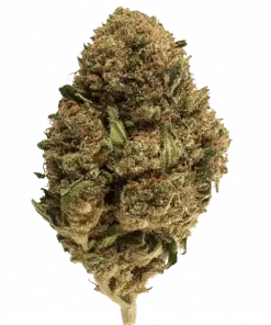 Runtz x Sour Face, meyveli aroması ve THC ile öne çıkan Sativa baskın bir türdür. Mutluluk ve yaratıcılık için ideal. Etkilerini keşfedin.