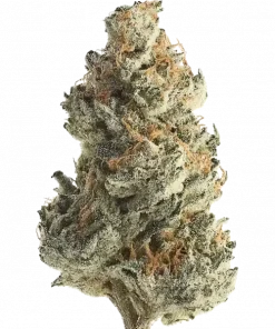 S.A.D Sweet Afgani Delicious F1, tatlı ve misk aromaları ile öne çıkan indica dominant türdür. Stres ve ağrı için ideal. Genetik yapısını keşfedin.