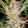 S.A.D. Sweet Afgani Delicious F1 Fast Version Feminized Esrar Tohumu (Sweet Seeds)