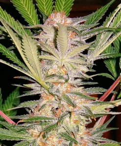 S.A.D. Sweet Afgani Delicious F1 Fast Version Feminized Esrar Tohumu (Sweet Seeds)