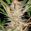 S.A.D. Sweet Afgani Delicious S1 Feminized Esrar Tohumu (Sweet Seeds)