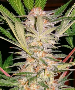 S.A.D. Sweet Afgani Delicious S1 Feminized Esrar Tohumu (Sweet Seeds)