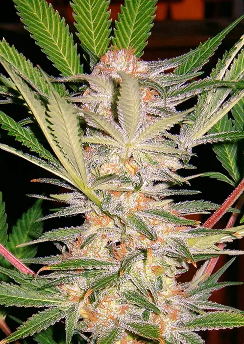 S.A.D. Sweet Afgani Delicious S1 Feminized Esrar Tohumu (Sweet Seeds)