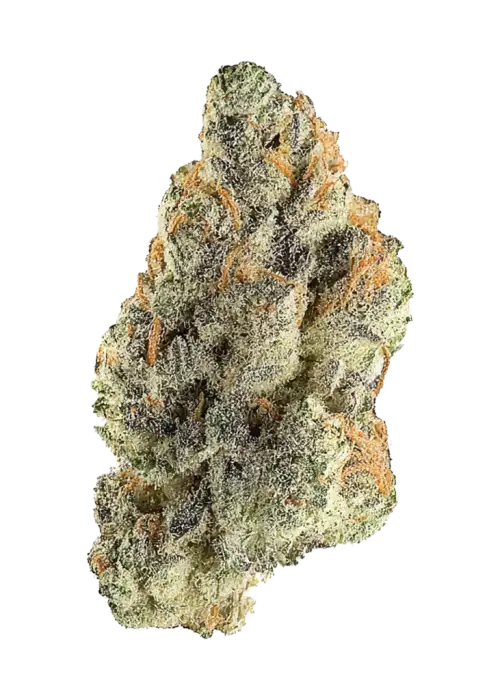 Sailor Moon, yaban mersini aromalı ve yüksek THC içeren güçlü bir Indica türüdür. Derin rahatlama ve uyku için ideal. Genetik yapısını keşfedin.