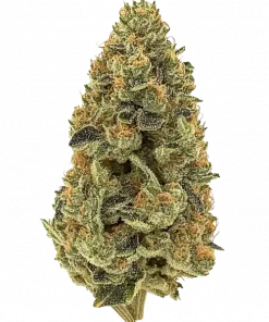 Salted Lime Sherbert, keskin narenciye aromaları ve yüksek THC içeriğiyle öne çıkan Sativa baskın bir türdür. Dengeli etkilerini ve genetik yapısını keşfedin.