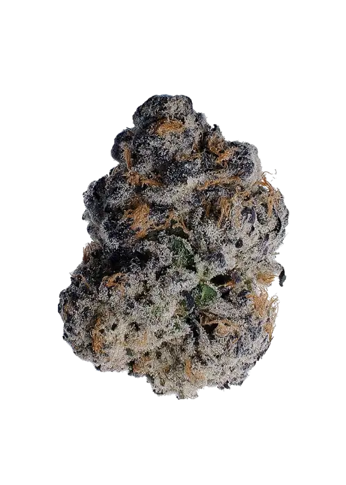 Samoas, fındık ve nane aromalarıyla öne çıkan dengeli bir hibrit türdür. Yaratıcılığı tetikleyen bu türün genetik yapısını keşfedin ve etkilerini görüntüleyin.