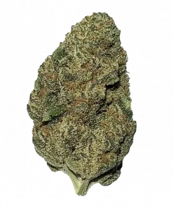 SFV Cookies, yakıtımsı aroması ve THC içeriğiyle öne çıkan sativa baskın bir türdür. GSC ve SFV OG genetiğini keşfedin ve etkilerini görüntüleyin.