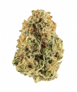 Sango, yakıtımsı aroması ve yüksek THC içeriğiyle öne çıkan Sativa baskın bir türdür. Stres ve ağrı yönetimi için ideal. Genetik yapısını keşfedin.