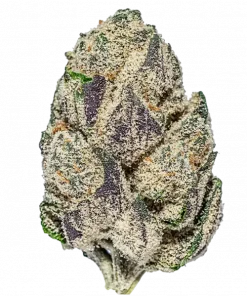 Sangria, üzüm aromaları ve yüksek THC içeriğiyle bilinen Indica baskın bir türdür. Yaratıcılığı tetikleyen bu eşsiz türün özelliklerini keşfedin.