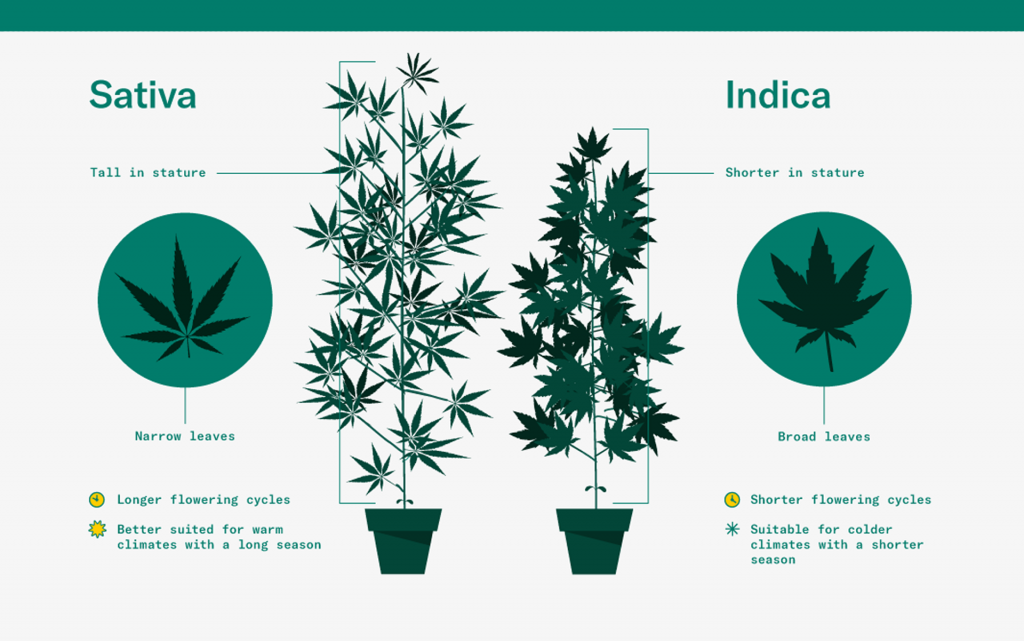 Cannabis sativa, indica ile birlikte kullanılan iki taksonomik terimden biridir.