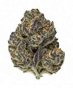 Scented Marker, tatlı yaban mersini aroması ve dengeli etkisiyle öne çıkan hibrit bir türdür. THC içerir. Genetik yapısını ve potansiyel faydalarını keşfedin.