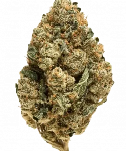 School of Rock, mango aroması ve THC ile öne çıkan dengeli bir hibrit türdür. Enerji veren Sativa etkilerini keşfedin ve genetik yapısını inceleyin.