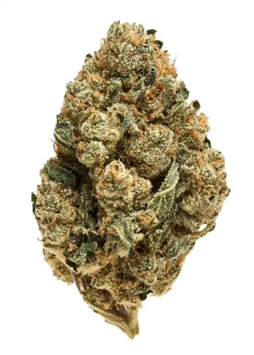 School of Rock, mango aroması ve THC ile öne çıkan dengeli bir hibrit türdür. Enerji veren Sativa etkilerini keşfedin ve genetik yapısını inceleyin.