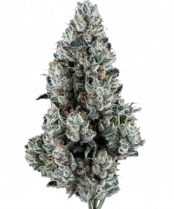 Schoolyard Crush, tatlı meyve aromaları ve THC ile öne çıkan Indica dominant bir türdür. Depresyon ve yorgunluk için ideal. Etkilerini keşfedin.